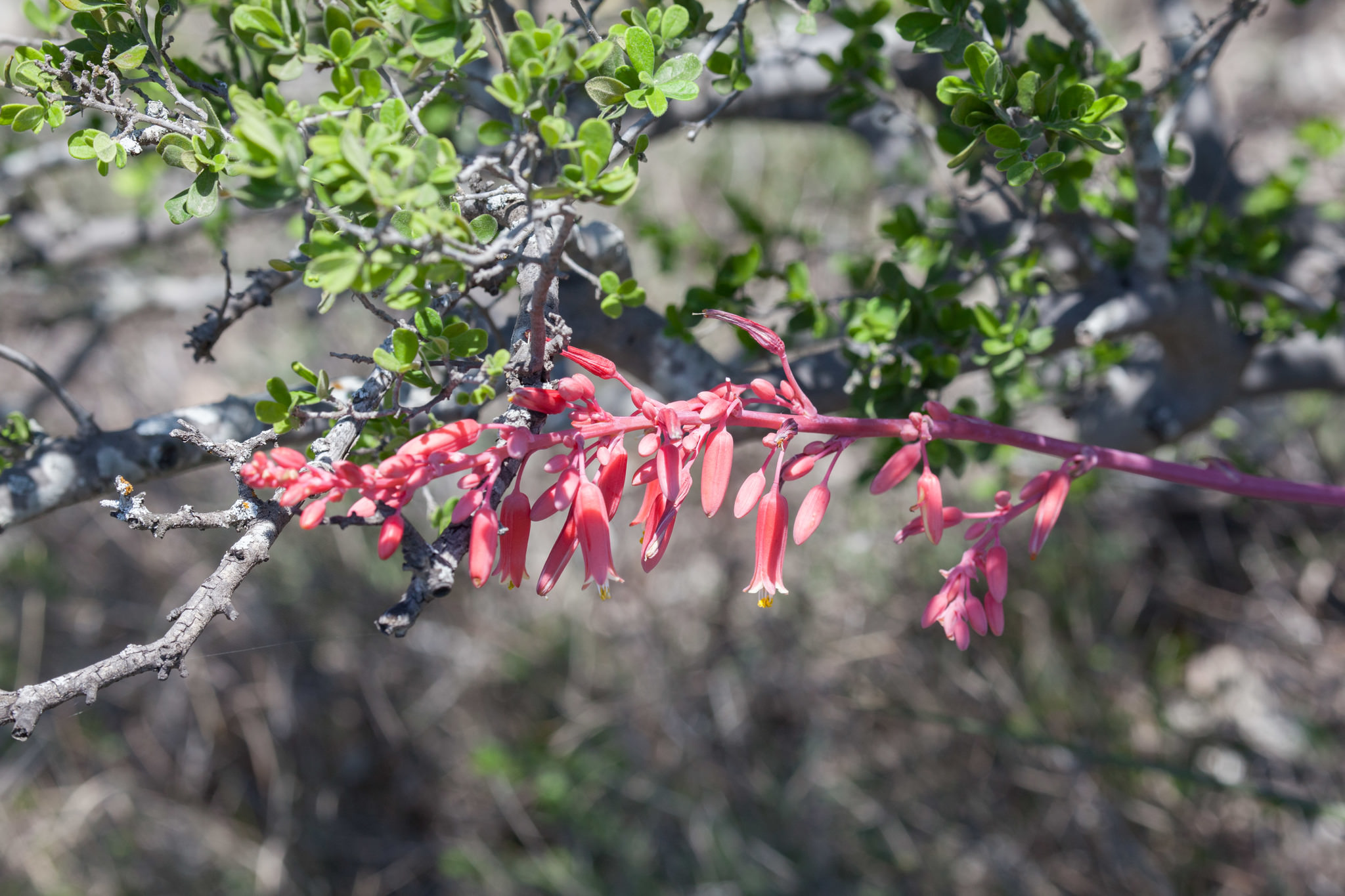 Hesperaloe parviflora